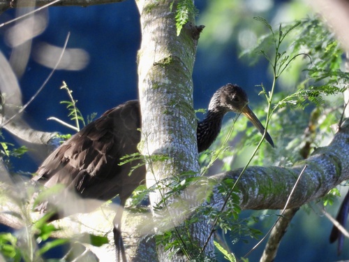 Limpkin