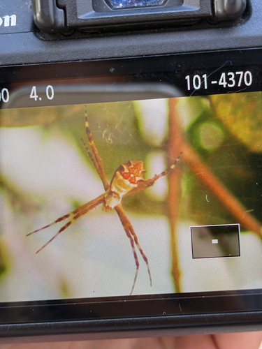 Silver Garden Orbweaver