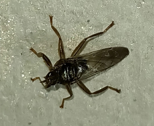 Pigeon Louse Fly