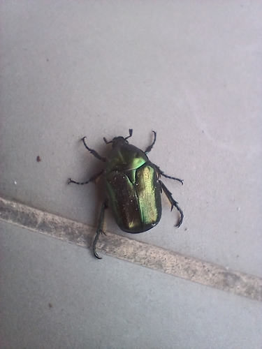 Protaetia angustata