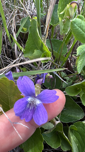 northern bog violet