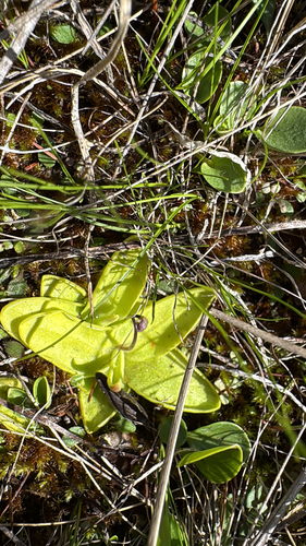 Common Butterwort