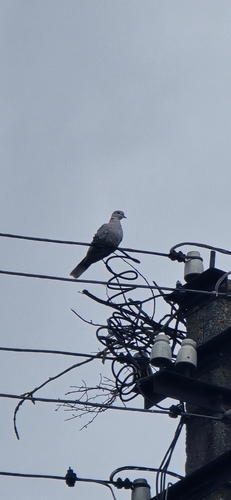 Eurasian Collared-Dove