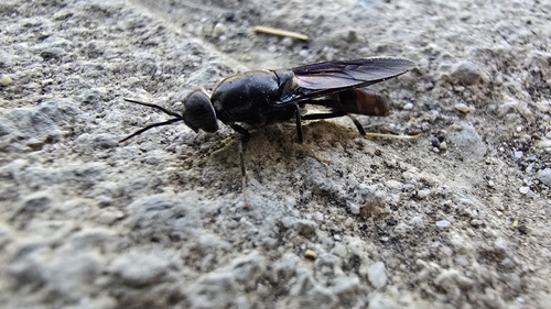 Black Soldier Fly