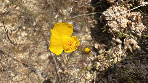 intermediate bladderwort