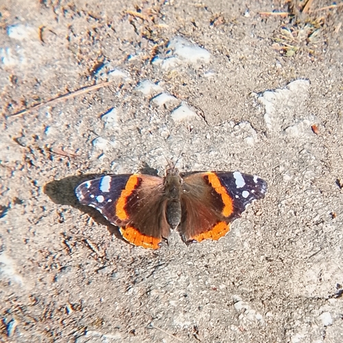 Red Admiral