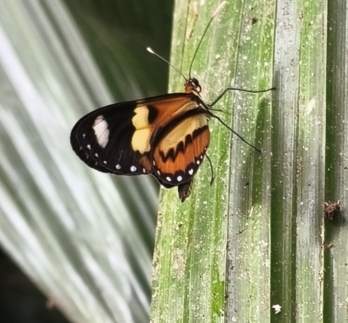 Lysimnia Tigerwing