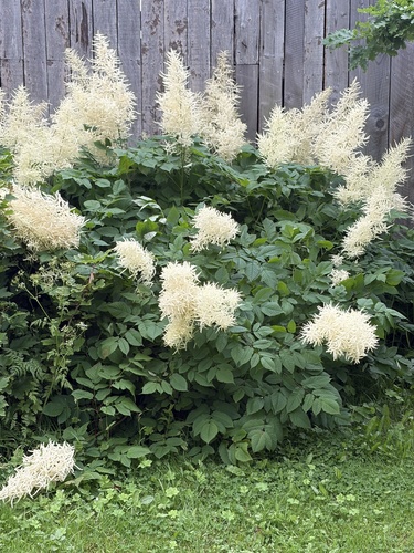 Goatsbeard