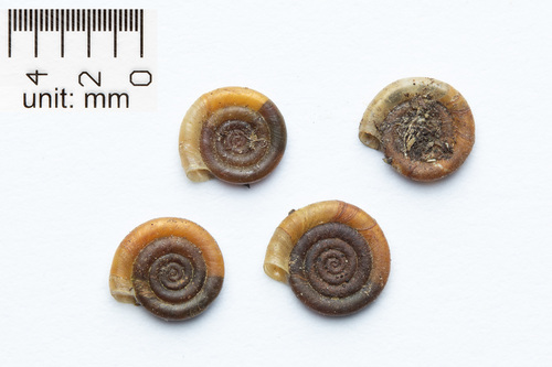 Button Ram's-horn