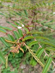 Mimosa pigra image