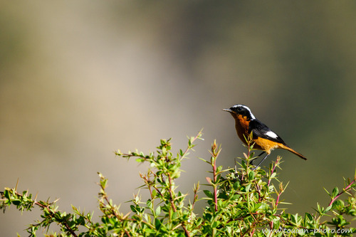 Moussier's Redstart