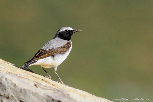 Seebohm's Wheatear