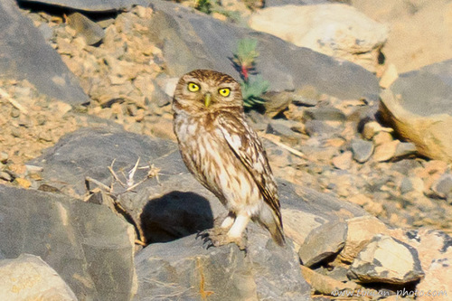 Little Owl