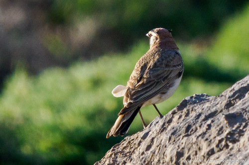 Atlas Horned Lark