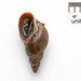 Dwarf Pond Snail - Photo (c) Fero Bednar, all rights reserved, uploaded by Fero Bednar