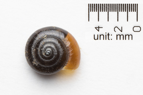 Black Gloss Snail