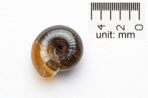 Black Gloss Snail