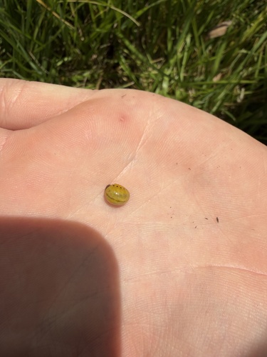 Swamp Milkweed Leaf Beetle
