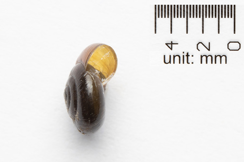 Black Gloss Snail
