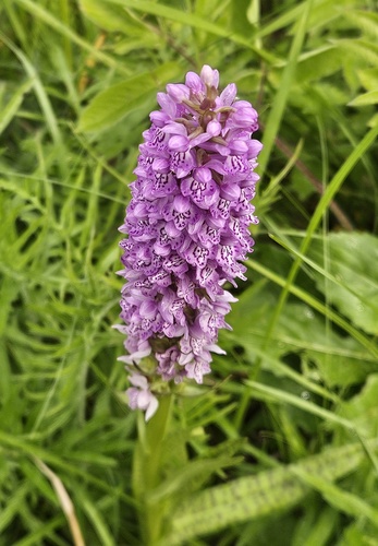 Baltic Marsh-orchid
