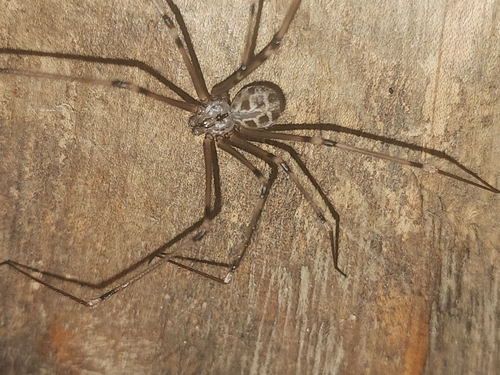 Giant Cellar Spider