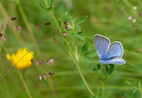 Amanda's Blue