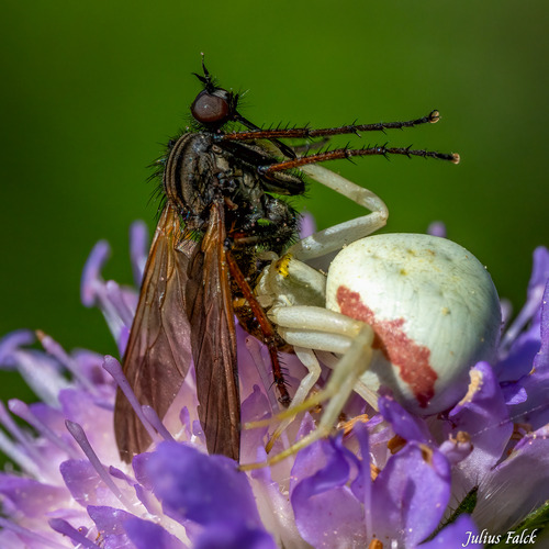 Goldenrod Crab Spider