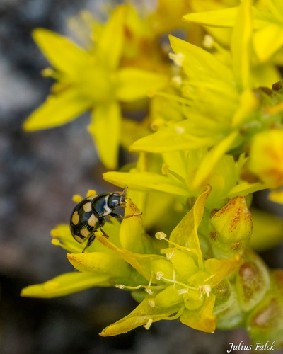 Coccinula quatuordecimpustulata