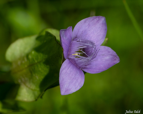 field gentian
