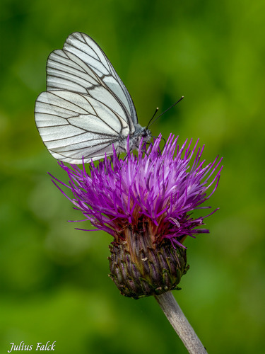 Black-veined White