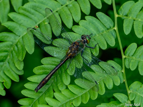 Downy Emerald