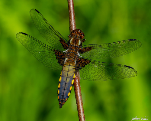 Broad-bodied Chaser