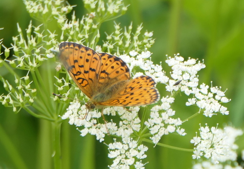 Lesser Marbled Fritillary