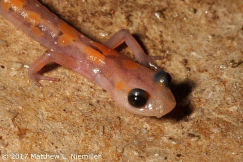 Cave Salamander