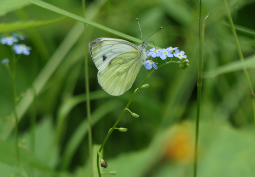Green-veined White