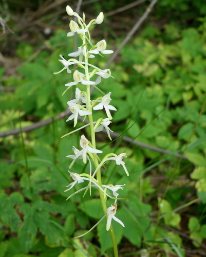 Lesser butterfly-orchid