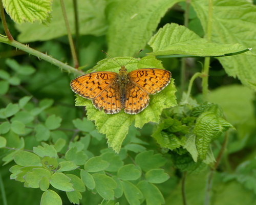 Lesser Marbled Fritillary
