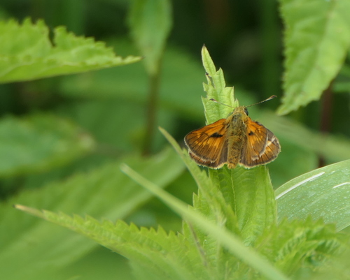 Large Skipper