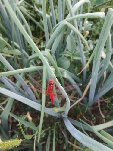 Broad Scarlet