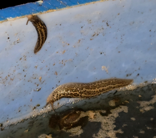 Leopard Slug