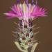 Centaurea - Photo (c) Ori Fragman-Sapir, all rights reserved, uploaded by Ori Fragman-Sapir