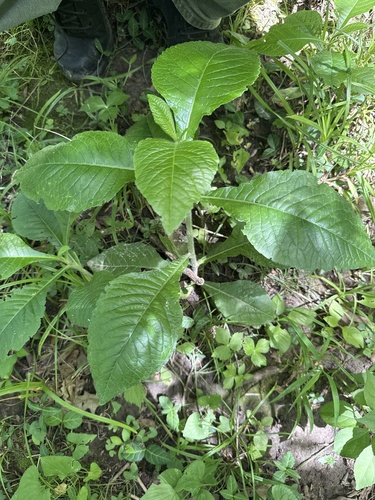 leafy elephant's-foot