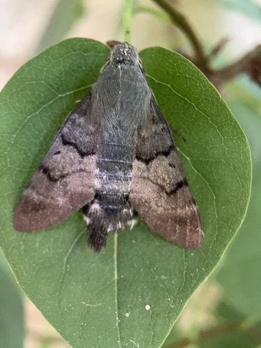 Eurasian Hummingbird Hawkmoth