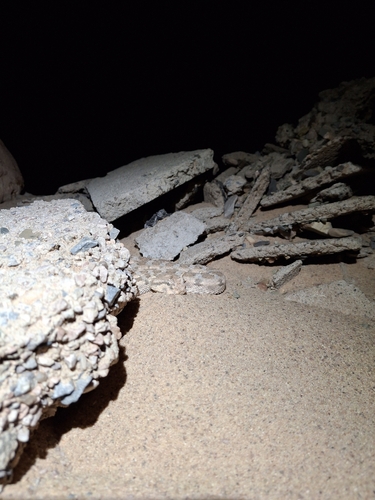 Desert Horned Viper