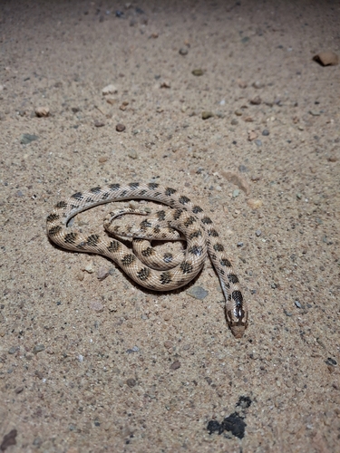Awl-headed Snake