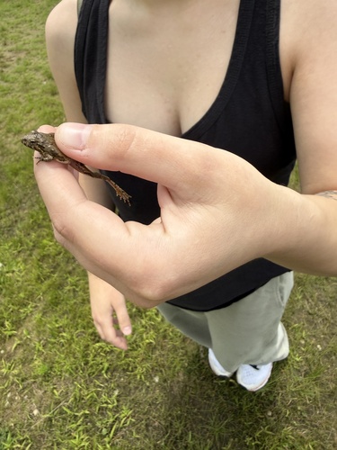Blanchard's Cricket Frog