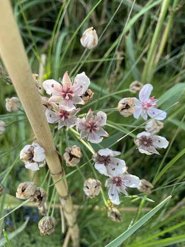 Flowering-rush