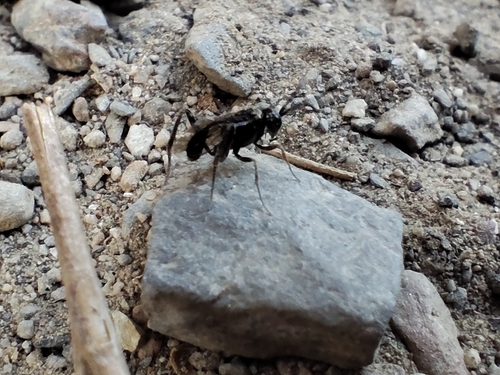 Blue-eyed Ensign Wasp