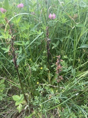 Early Purple Orchid