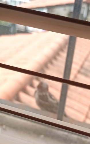 House Sparrow